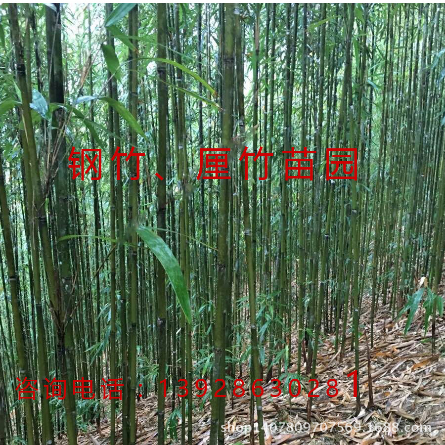 广东直销肇庆毛竹批发 茶杆竹建筑材料 竹篱笆围栏 菜