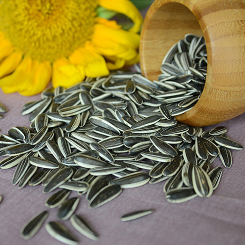 特价批发内蒙古原味生瓜子 原味大葵花子 散装葵花籽炒货专用