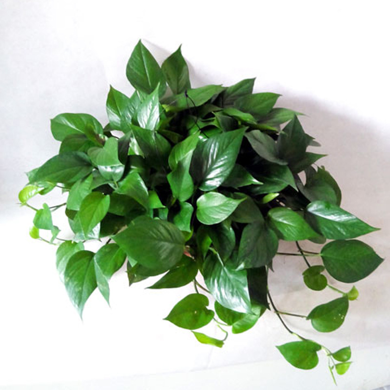 广州基地直销 360青叶绿萝 吊兰 吸甲醛净化空气可水培盆栽花卉