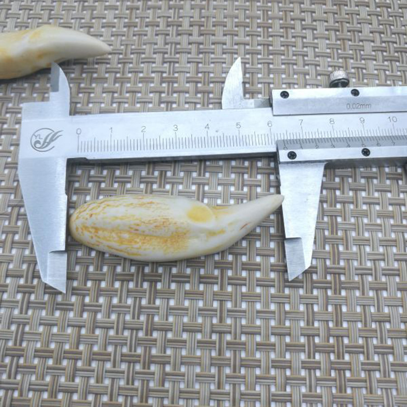 厂价批发古董地摊文玩古玩精美天然骨粉合成复古虎牙 熊牙吊坠