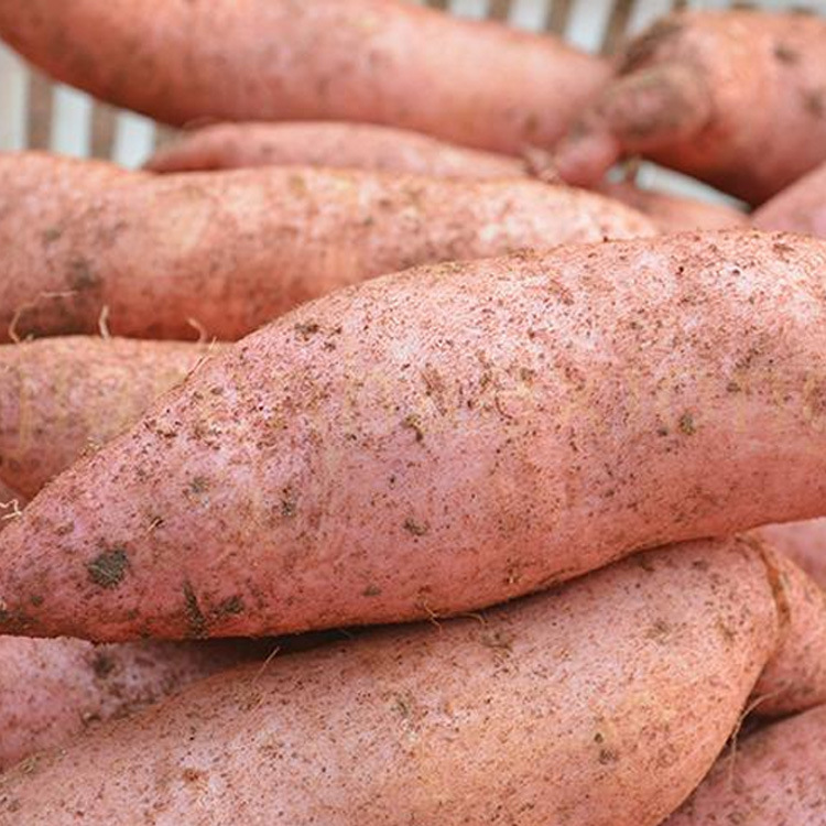 常吃红薯的13个好处