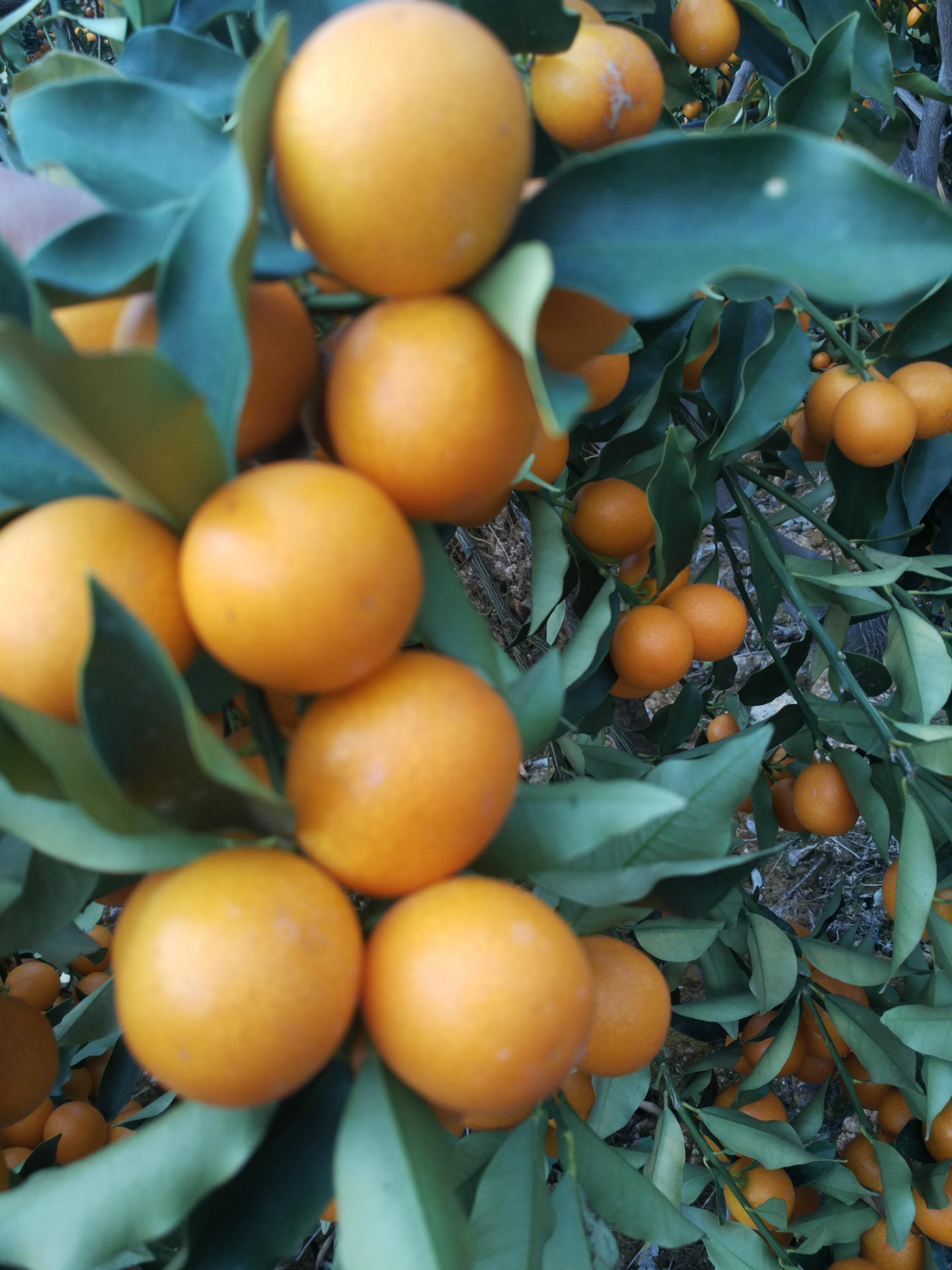 金桔,尤溪金柑,金橘,金桔