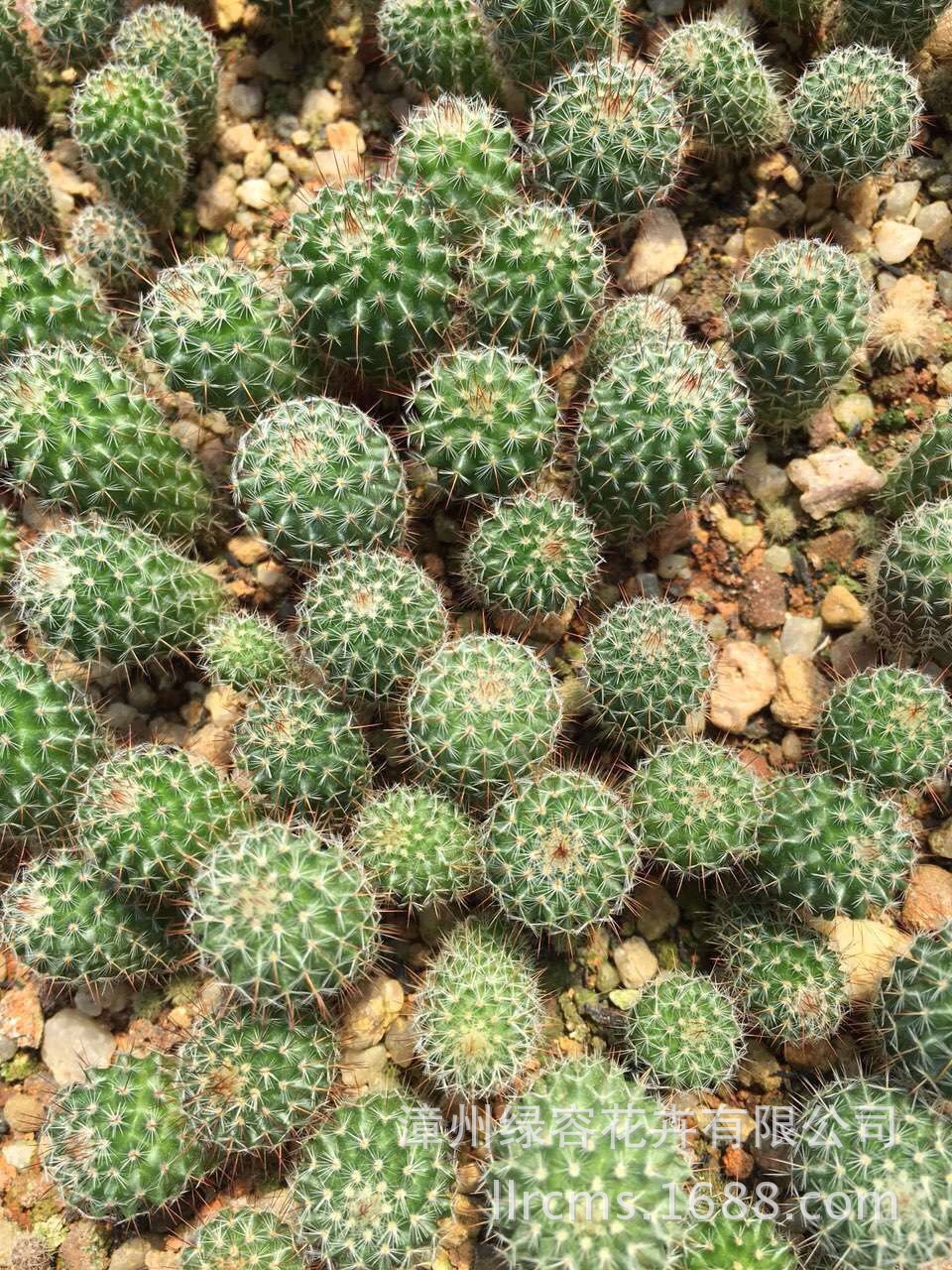 产地批发迷你实生小仙人球 玉翁 室内防辐射小盆栽 厂家直销