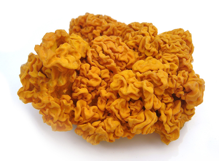 云南特产新鲜金耳 黄金木耳