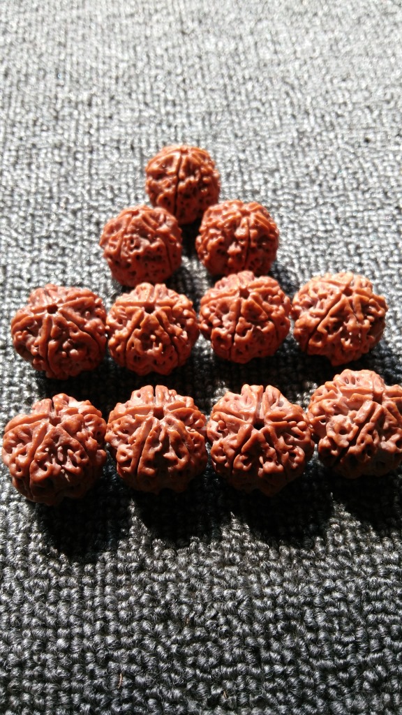 5瓣尼泊尔双龙纹金刚菩提子手串佛珠红皮矮桩
