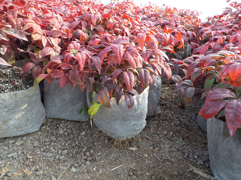 120杯冠幅20公分火焰南天竹种植基地 绿化苗木火焰南天竹批发