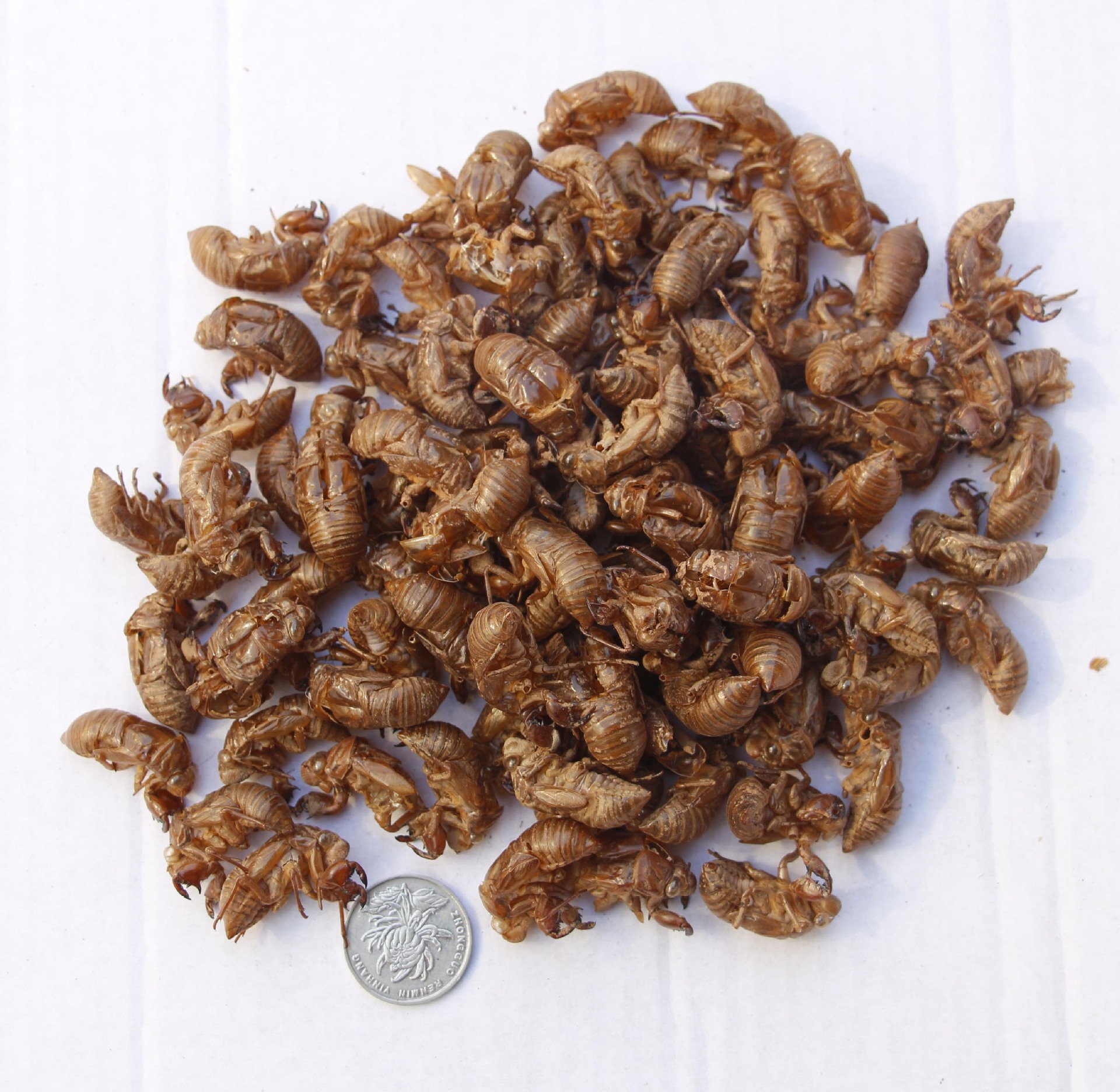 水洗纯净金蝉衣_中药材批发野生蝉虫蜕水洗纯净 小金