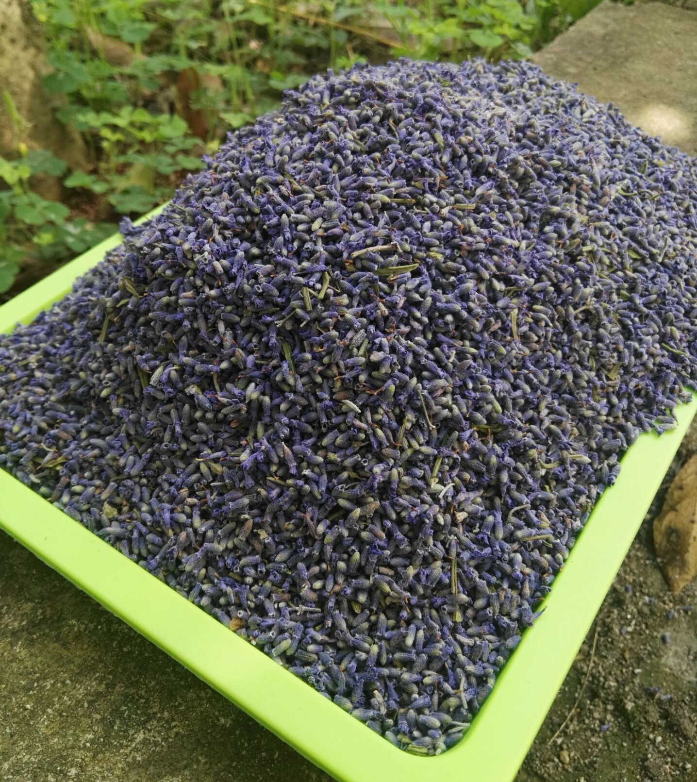 【产地直供】法国蓝特a级薰衣草干花无杂质熏衣草花籽 干花粒填充