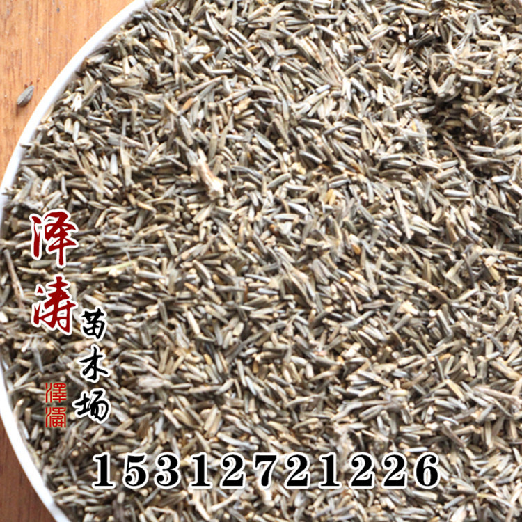 批发蛇鞭菊种子 销售草花绿化种子 蛇鞭菊种子价格从优 花海定制