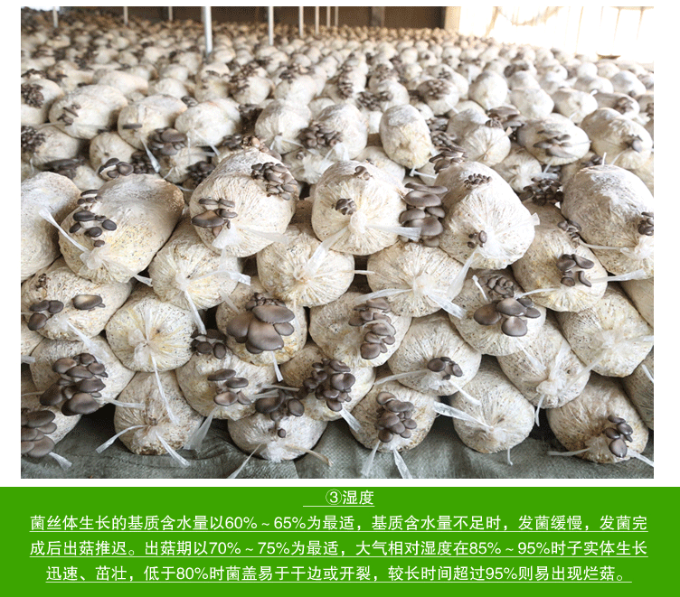 现货出售高质量平菇 批发销售优质平菇 常年直销新鲜食用养生平菇