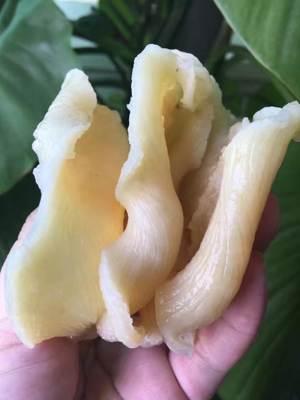 墨西哥野生规格:50头和36头特点:形状开片,胶肉厚实,泡发的时候内层会