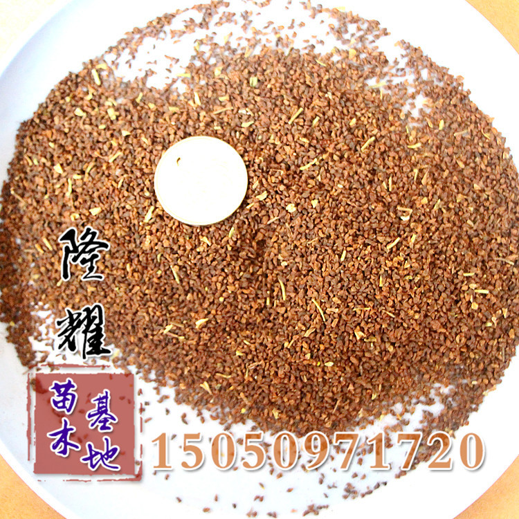 直销草花绿化种子 优质毛地黄种子 规格齐全 花海定制毛地黄.