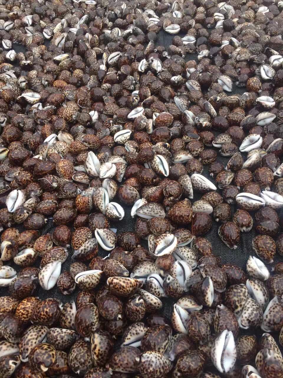 虎斑贝 鱼缸家居 酒店装饰 天然贝壳 海螺 海星批发