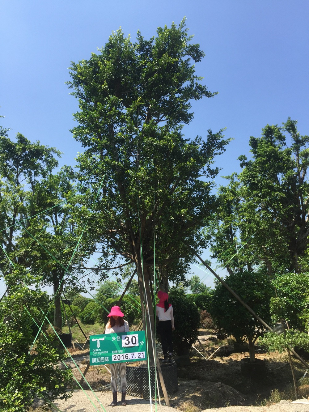绿化苗木广东苗木小叶榕假植苗30分 规格齐全图片