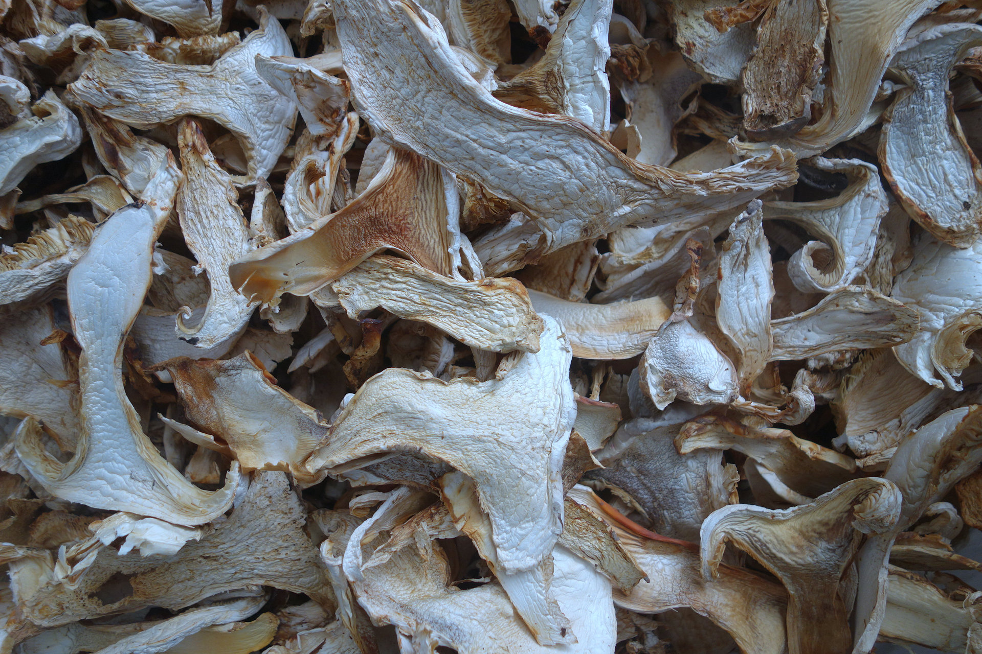 野生菌 老人头菌 老人头干片 云南野生