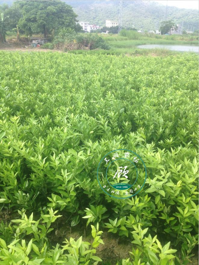 正宗新会柑大红柑茶枝柑苗柑橘水果嫁接柑苗木柑树苗桔子苗果树苗