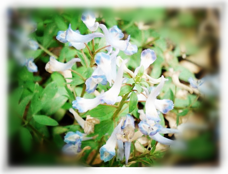 辣椒产业网 辣椒供应 西安昌岳厂家供应 现货包邮 延胡索提取物花语