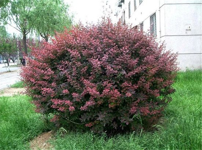 基地直销绿化红叶小檗球 彩色红叶小檗球 适应性强红叶小檗球