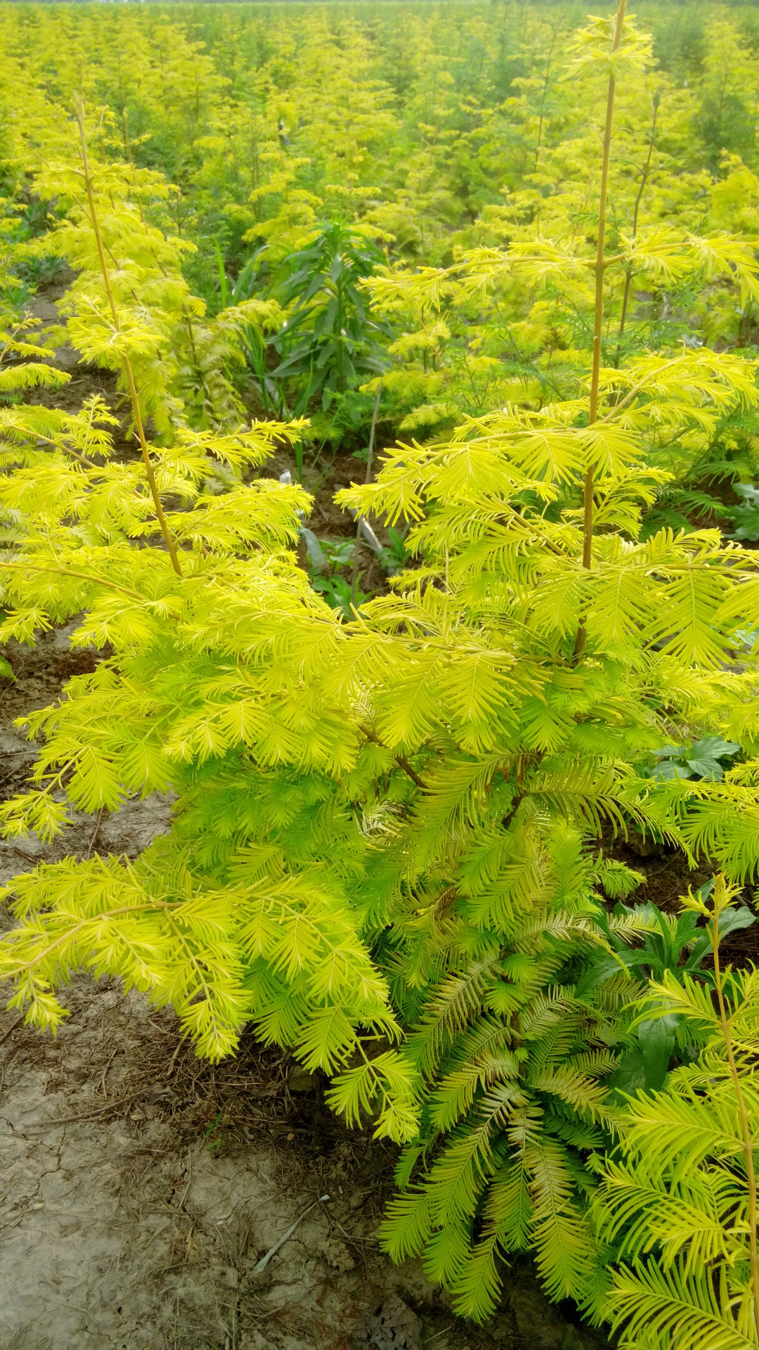 金叶皂角 美国无刺皂角 美国皂角 金叶皂荚 专业苗木种植批发