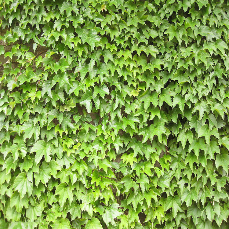 美国地锦 五叶地锦 爬山虎小苗 爬藤植物 快递包邮