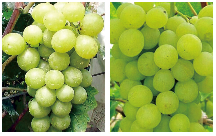 新鲜供应 现摘现发 白罗莎里奥葡萄新品种 香甜可口 美味.