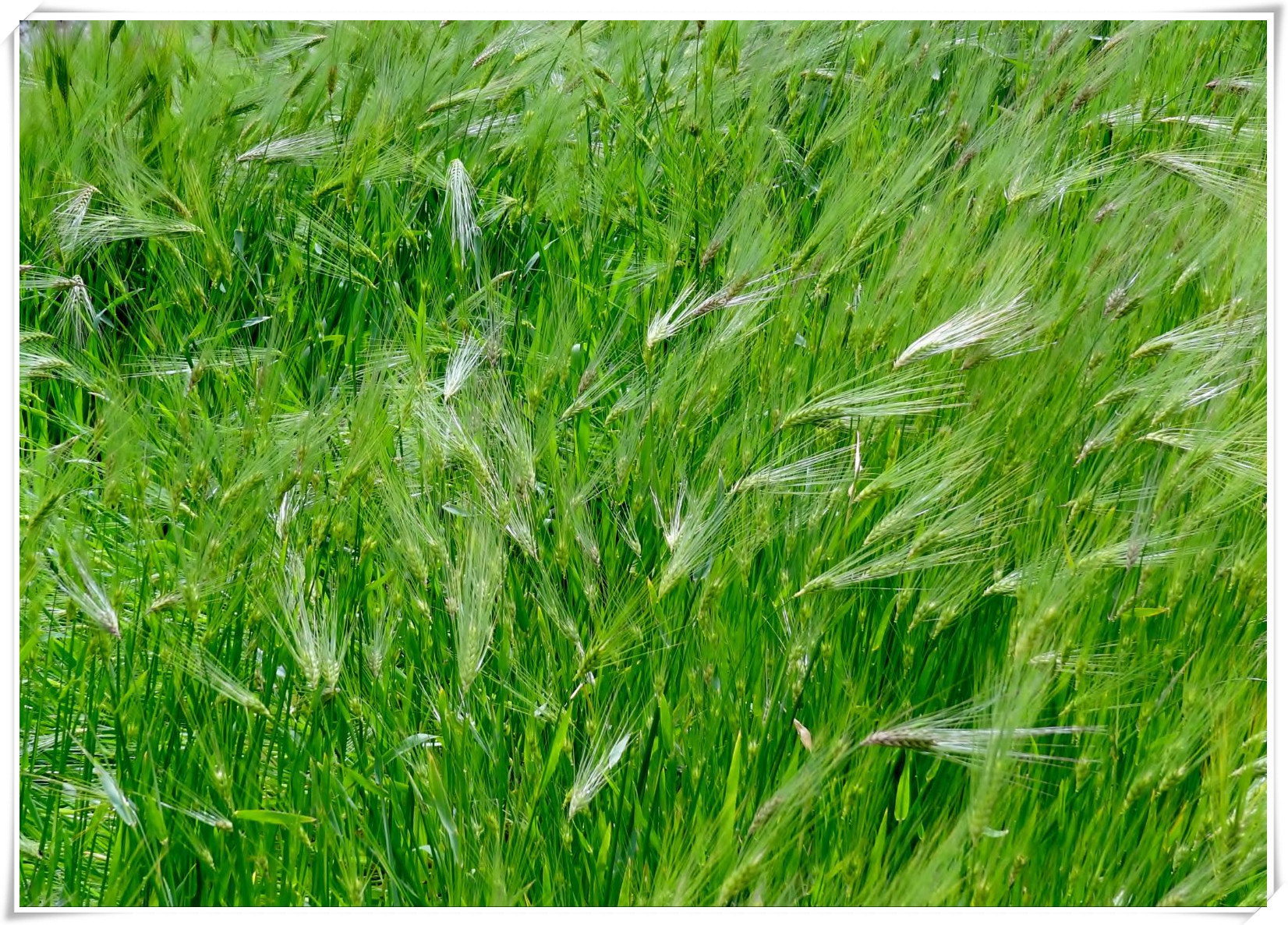 厂家供应 麦芽提取物