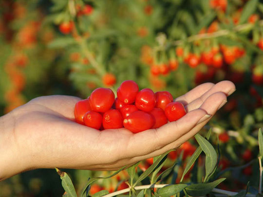青海枸杞_ 厂家> 红果枸杞散装批发 人工野生红果 - 阿里巴巴