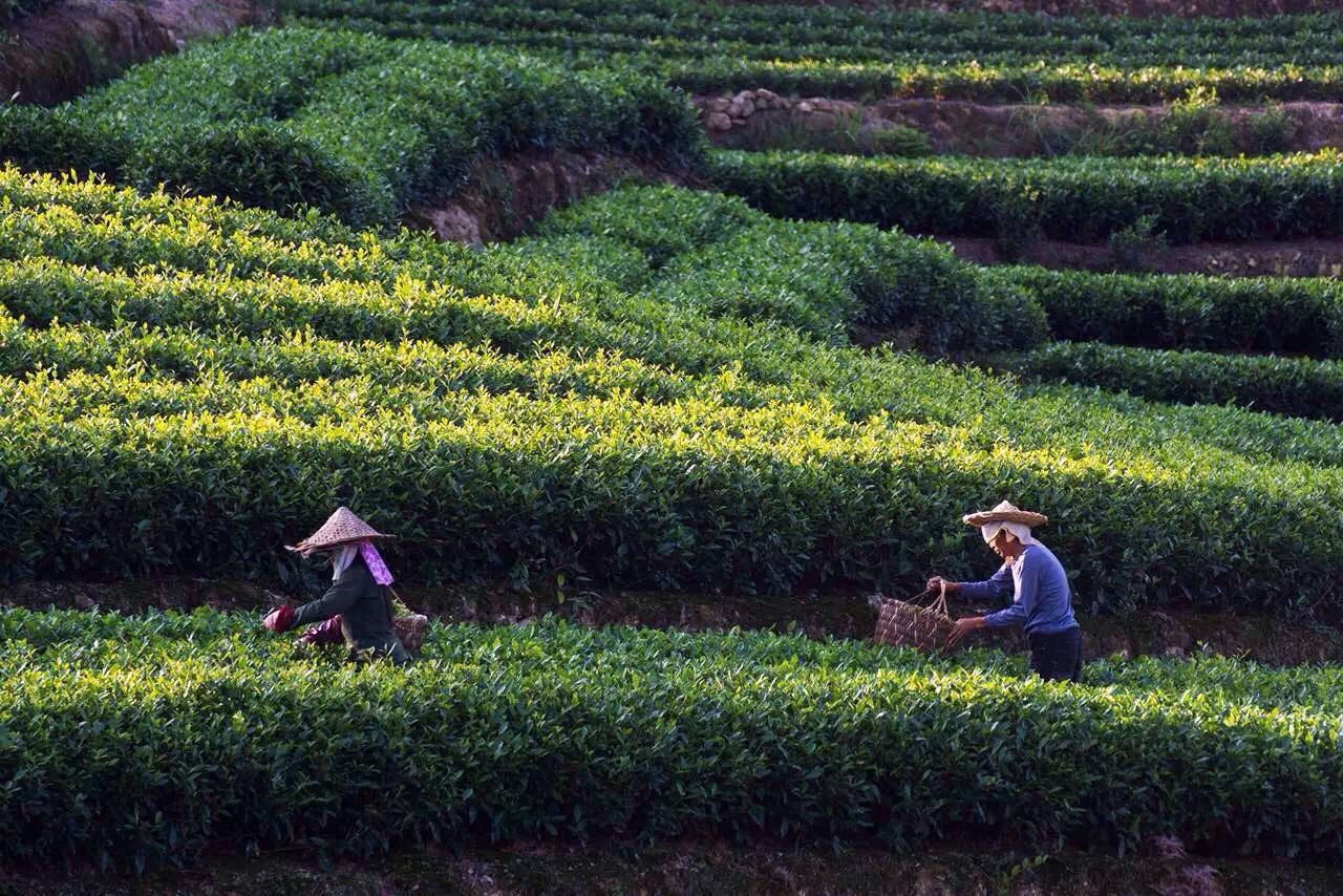 2014年明*白毫银针饼 福鼎白茶头春白毫银针茶饼 白茶厂家**-茯茶产业