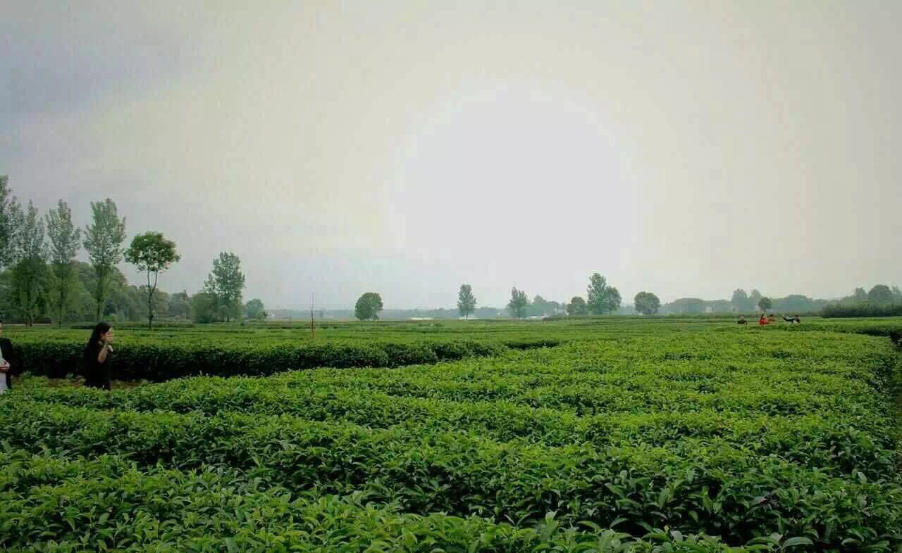 g/袋,性价比高】价格,批发,供应商厂家 - 平江县安云茶叶专业合作社