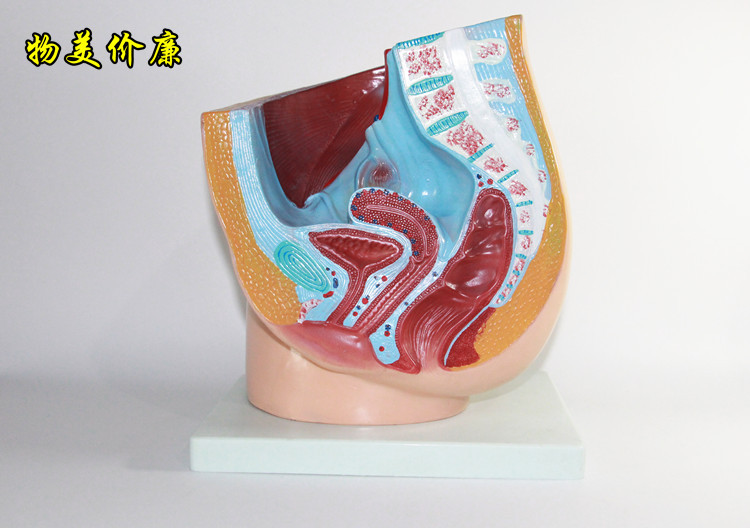 产品功能: 本模型作矢状切面,显示女性内生器,子宫体,阴道和子宫阔