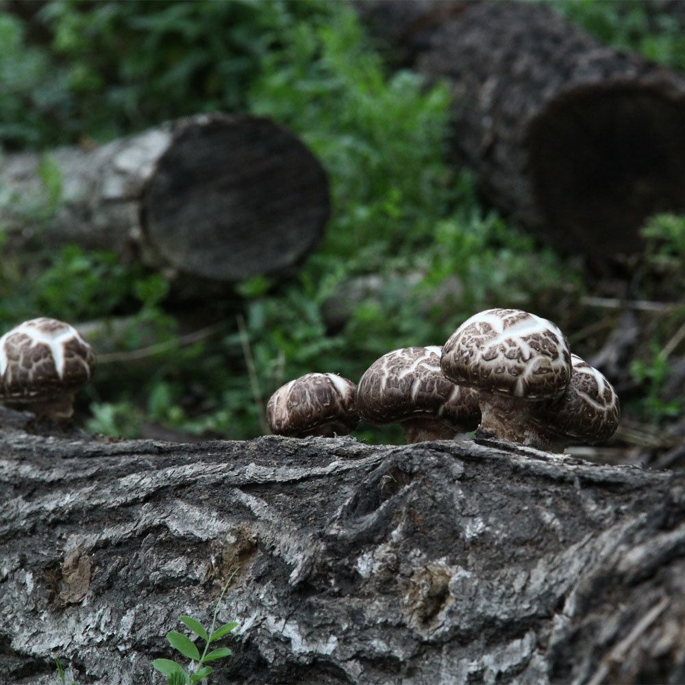 盒装椴木花菇500克/盒 肉厚 口感细腻 炖汤味鲜