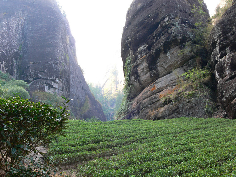 武夷山茶区
