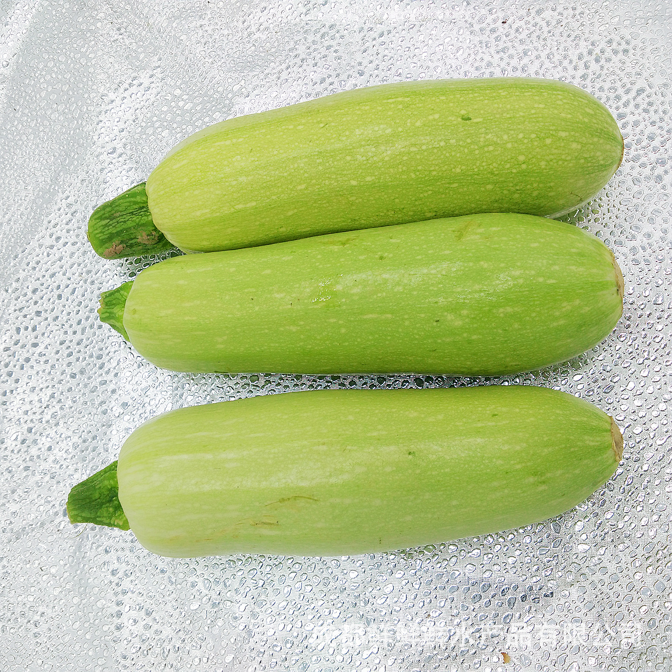 蔬菜 飘瓜 节瓜 直供餐饮酒店 鲜鲜鲜水产品有限公司