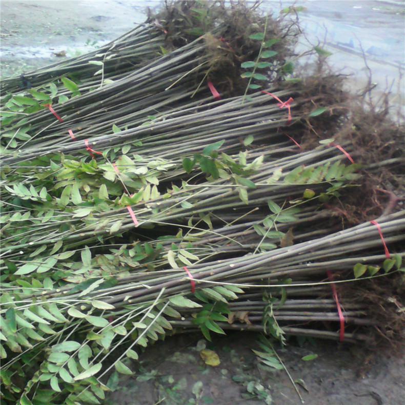 基地出售香椿苗可食用红油香椿苗山东香椿苗基地可推广技术