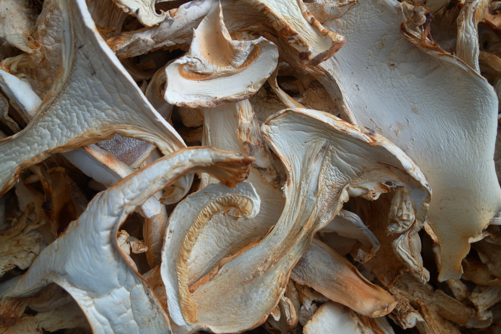 野生菌 老人头菌 老人头干片 云南野生