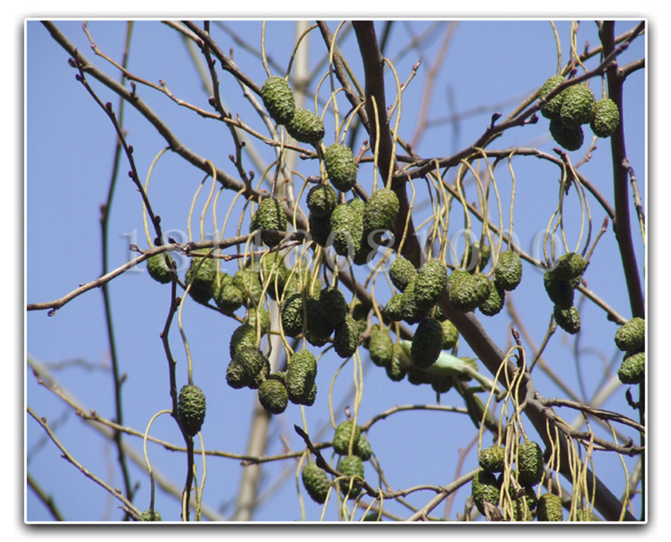 批发当年新采收江南桤木种子四川桤木种子红桤木种子