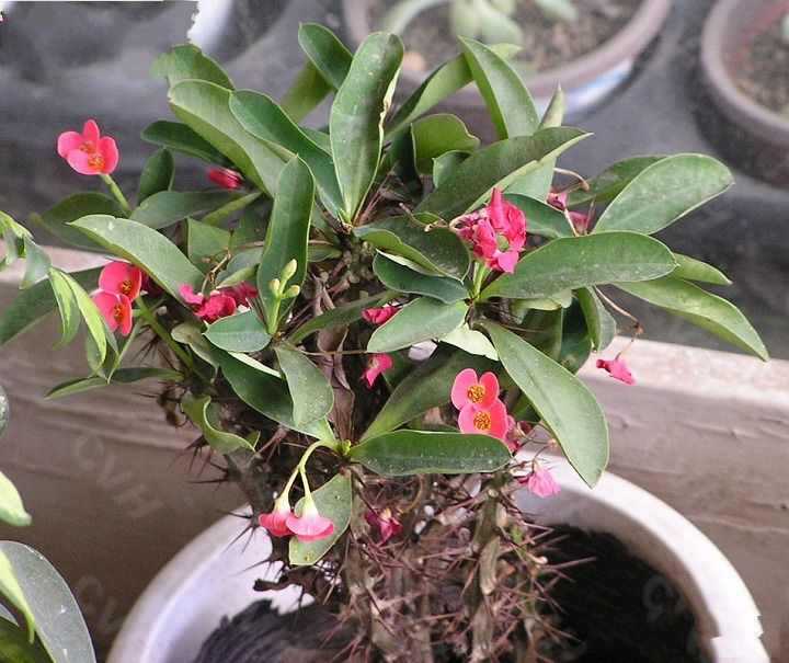 刺蓬花提取物 10:1 铁海棠提取物