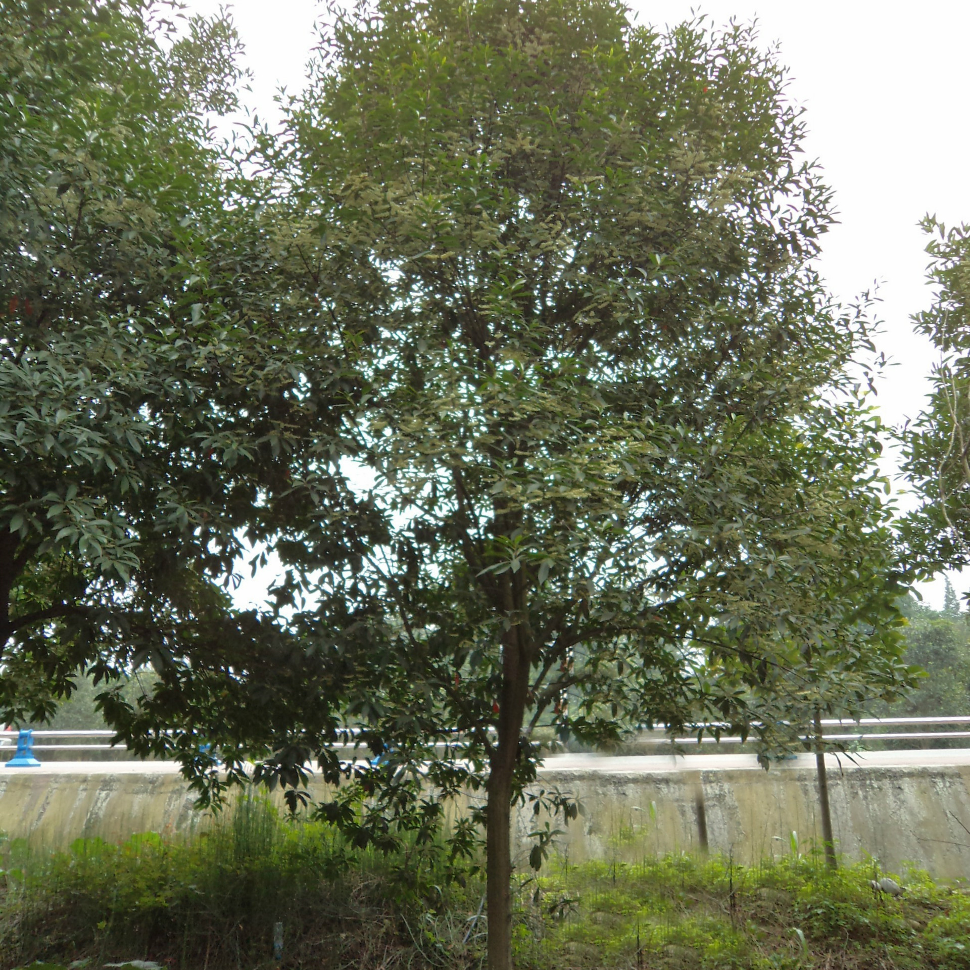 化肥产业网 化肥供应 基地批发供应苗木杜英精品杜英树