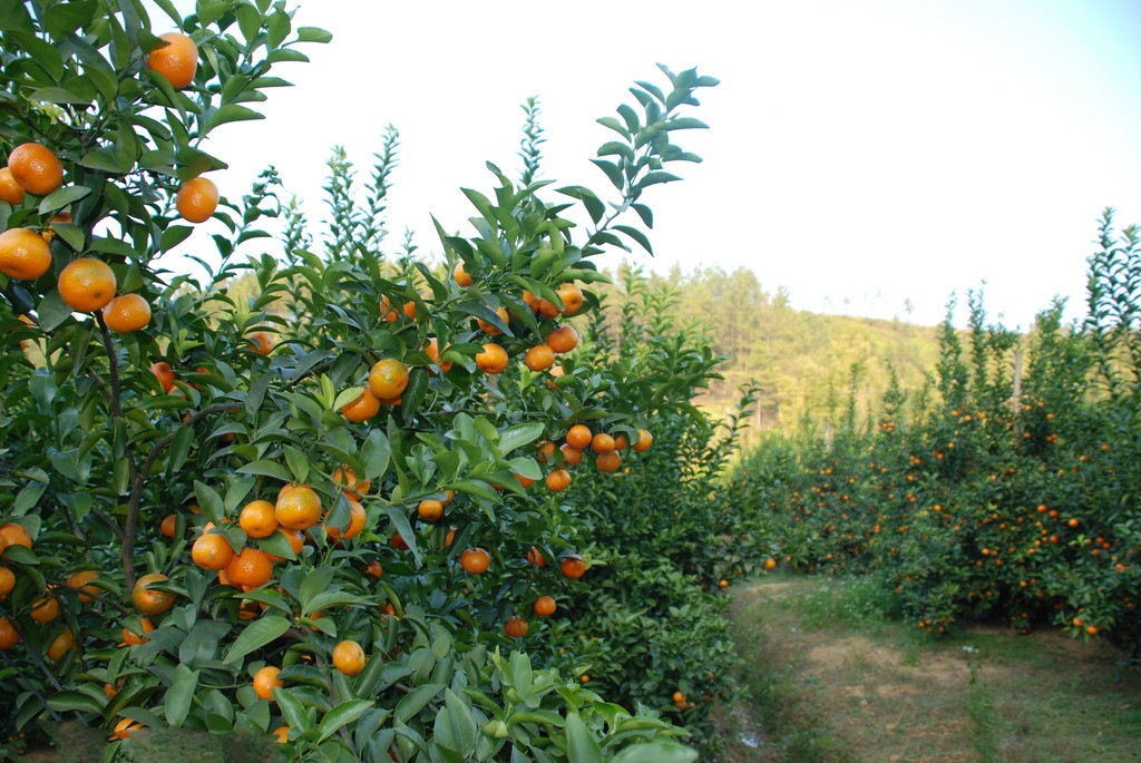 新品预售 新鲜采摘沙糖桔10斤 十月皮薄桔 产地直销一件代发包邮