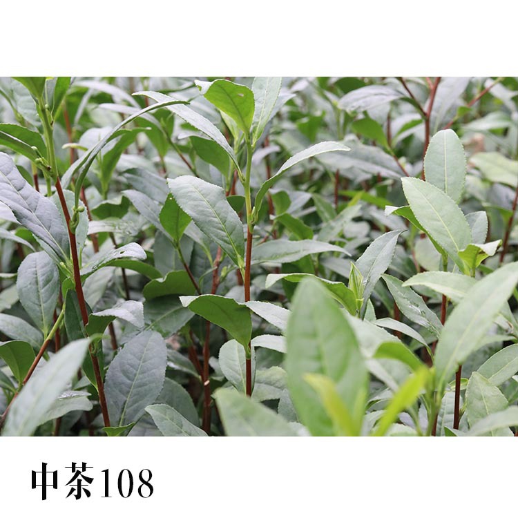 中茶108