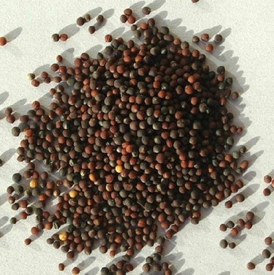 芽苗菜种子 鸡毛菜种子 鸡毛菜芽菜籽50g 阳台菜种植青菜籽菜籽