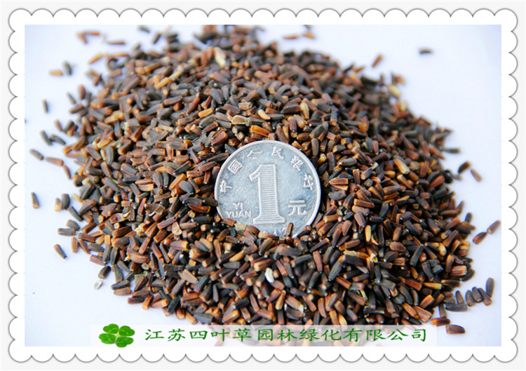 批发日光菊种子 日光菊种子 保证质量 当年采日光菊易成活