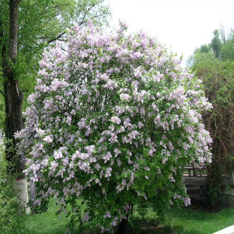 丁香树苗园林绿化苗木色块绿篱庭院观花气味芳香批发规格齐全丁香