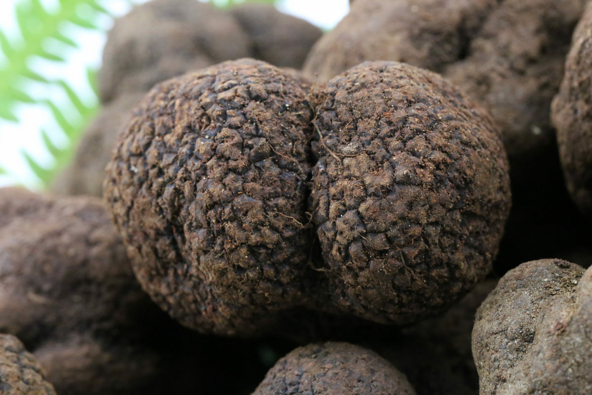 野生菌特级全成熟块菌猪拱菌500克也包邮 本店销售均为云南野生黑松露