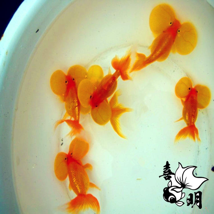 弘扬国粹自家长水泡眼金鱼红水泡和蓝花水泡眼鱼苗活体金鱼批发