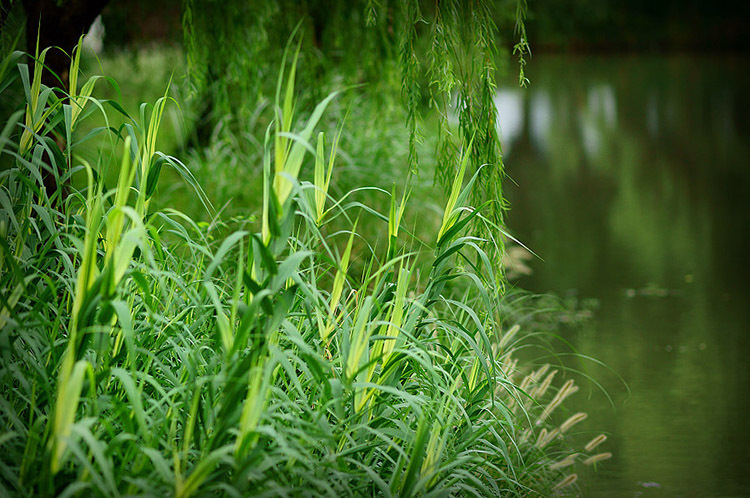 水生花卉 花叶芦竹 水生植物芦苇量庭院池塘养殖量大优惠