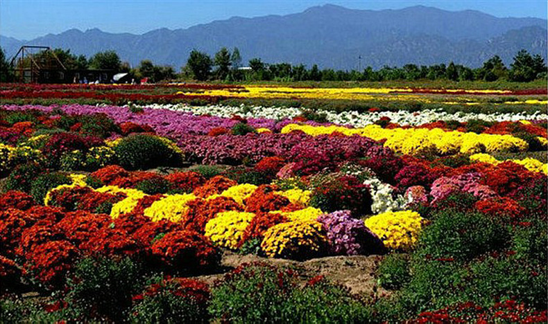花海定制 多年生地被菊种子 小菊花卉草花种子购买 野花组合.