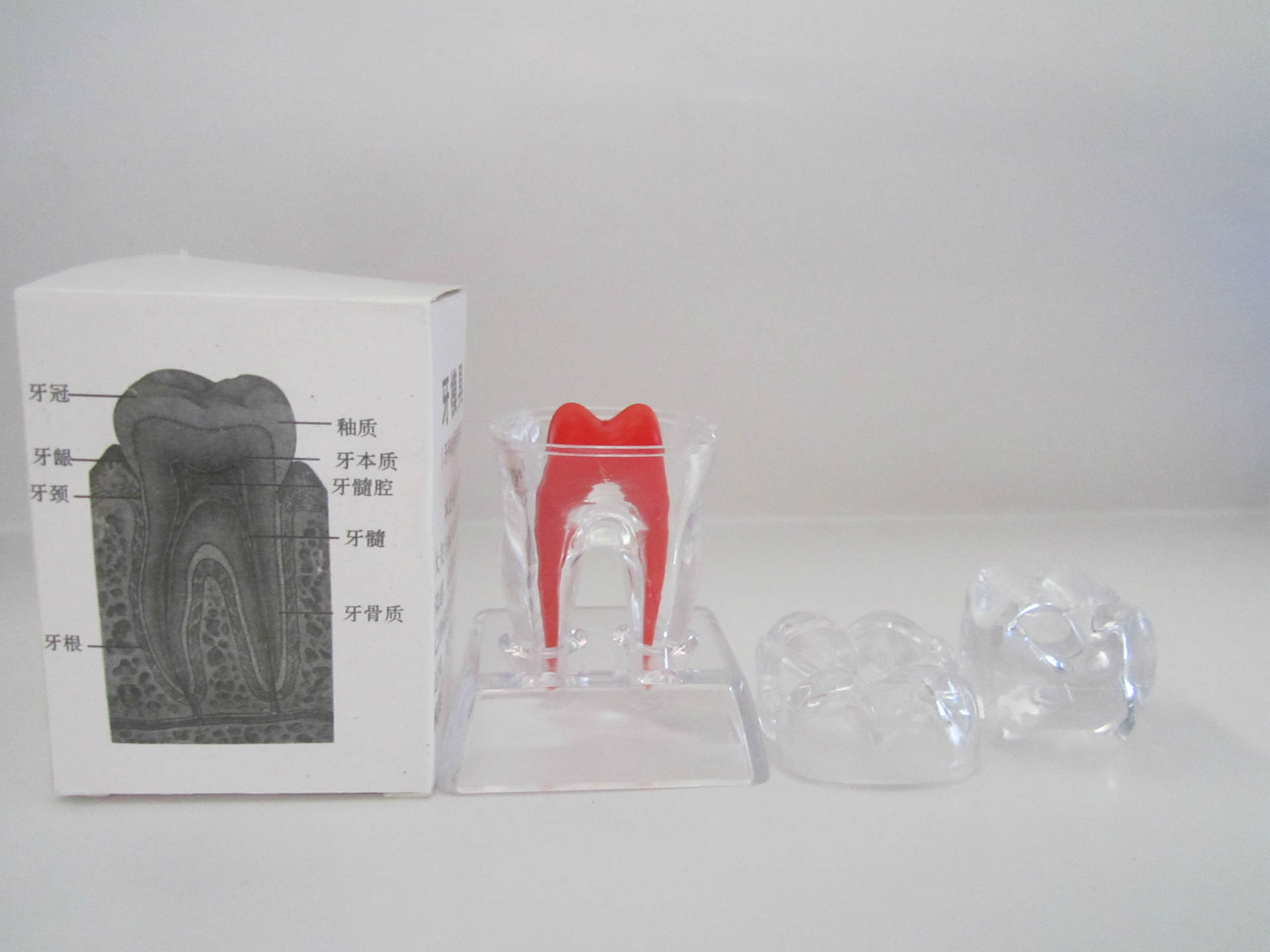 牙科 齿科材料 牙齿病理模型 大牙模型牙齿模型 高75mm