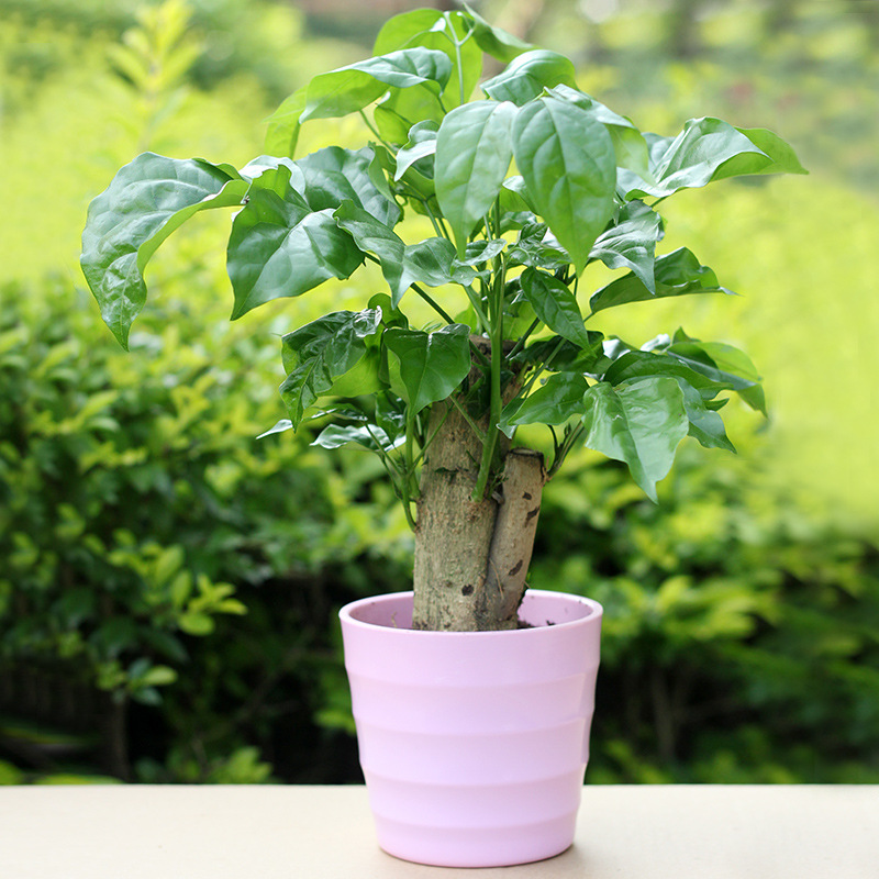 绿宝盆景除甲醛防辐射 花卉盆栽幸福树 花草植物办公室内桌面绿植