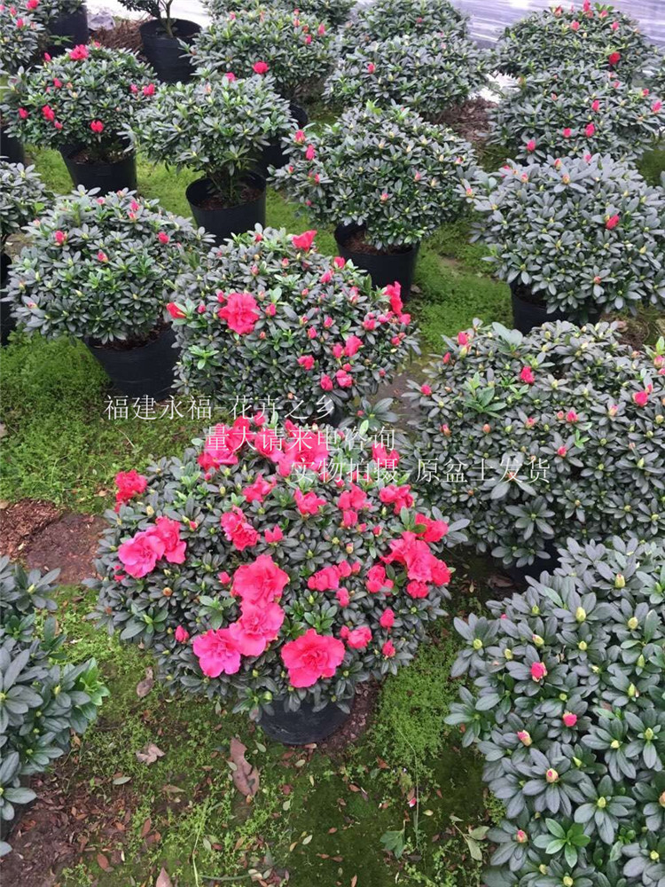 杨梅红杜鹃花 规格齐全 含苞待放26杯 杨梅红杜鹃45-55